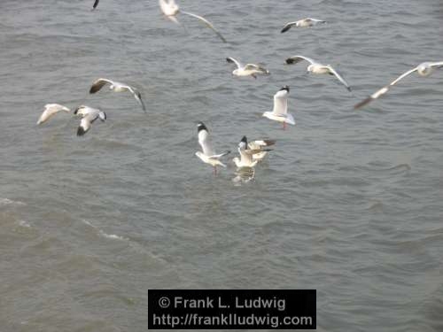 Bombay Harbour, Gulls, Bombay, Mumbai, India